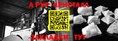 спайс Кингисепп